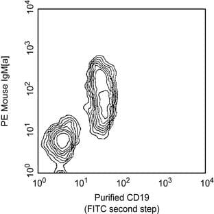anti-CD19 Molecule (CD19) antibody avatar