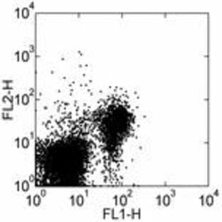 anti-CD28 (CD28) antibody (PE) avatar