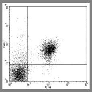 anti-CD28 (CD28) antibody (Biotin) avatar