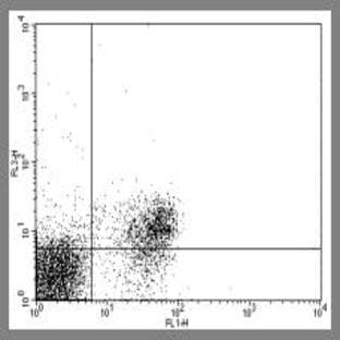 anti-CD28 (CD28) antibody (PE,Cy5) avatar