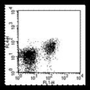 anti-CD28 (CD28) antibody (APC) avatar