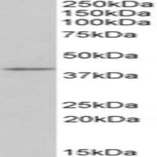 anti-CD28 (CD28) (Internal Region) antibody avatar