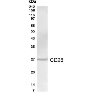 anti-CD28 (CD28) antibody avatar