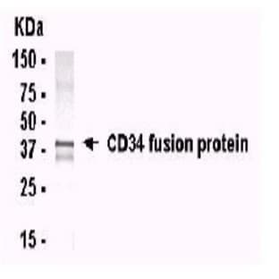 anti-CD34 Molecule (CD34) (AA 32-290) antibody avatar