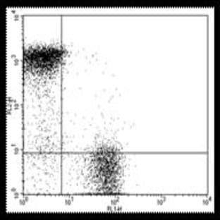 anti-CD3e Molecule, epsilon (CD3-TCR Complex) (CD3E) antibody (FITC) avatar