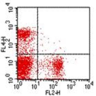 anti-CD4 Molecule (CD4) antibody (Cy5)