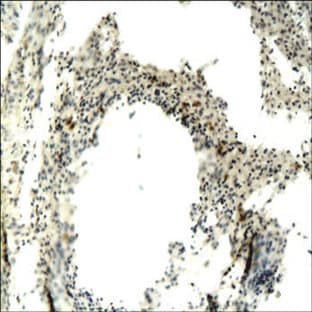 anti-CD68 Molecule (CD68) (N-Term) antibody avatar