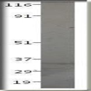 anti-CD80 (CD80) (AA 45-63) antibody avatar