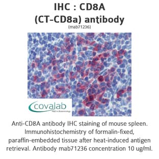 anti-CD8a Molecule (CD8A) antibody