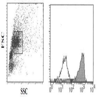 anti-CD9 (CD9) antibody avatar