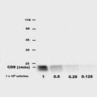 anti-CD9 (CD9) antibody (PE) avatar