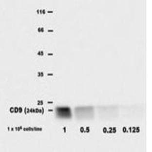 anti-CD9 (CD9) antibody (PE) avatar
