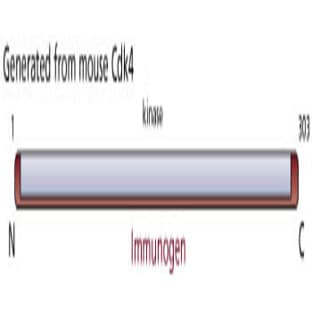 anti-Cyclin-Dependent Kinase 4 (CDK4) antibody avatar