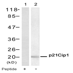 anti-Cyclin-Dependent Kinase Inhibitor 1A (p21, Cip1) (CDKN1A) (AA 143-147) antibody avatar