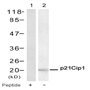 anti-Cyclin-Dependent Kinase Inhibitor 1A (p21, Cip1) (CDKN1A) (AA 143-147) antibody avatar