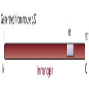 anti-Cyclin-Dependent Kinase Inhibitor 1B (p27, Kip1) (CDKN1B) antibody avatar
