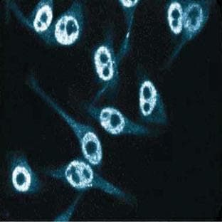 anti-Cyclin-Dependent Kinase Inhibitor 1B (p27, Kip1) (CDKN1B) (AA 1-197) antibody avatar