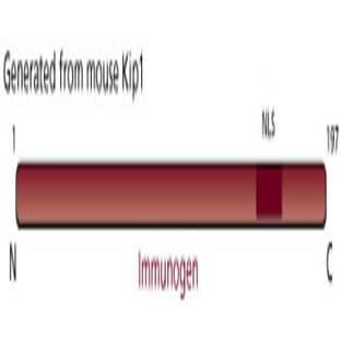anti-Cyclin-Dependent Kinase Inhibitor 1B (p27, Kip1) (CDKN1B) (AA 1-197) antibody avatar