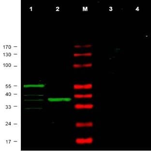 anti-Checkpoint Kinase 1 (CHEK1) (AA 312-327) antibody avatar