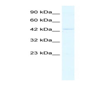 anti-GA-Binding Protein Subunit beta-2 (GABPB2) (C-Term) antibody avatar