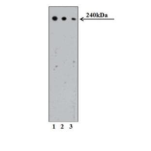 anti-Citron (Rho-Interacting, serine/threonine Kinase 21) (CIT) (AA 1420-1612) antibody avatar