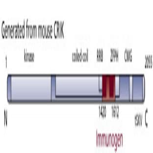 anti-Citron (Rho-Interacting, serine/threonine Kinase 21) (CIT) (AA 1420-1612) antibody avatar