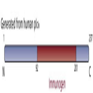 anti-Chloride Channel, Nucleotide-Sensitive, 1A (CLNS1A) (AA 92-201) antibody avatar