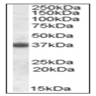 anti-Clusterin (CLU) (C-Term) antibody avatar