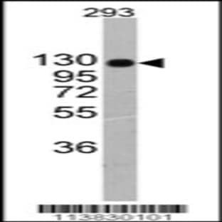 anti-Collagen, Type II, alpha 1 (COL2A1) (C-Term), (AA 1209-1237) antibody avatar