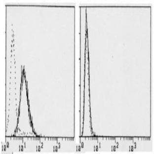 anti-Colony Stimulating Factor 2 Receptor, Beta, Low-Affinity (Granulocyte-Macrophage) (CSF2RB) antibody avatar