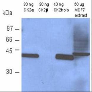 anti-Casein Kinase 2, alpha 1 Polypeptide (CSNK2A1) antibody avatar