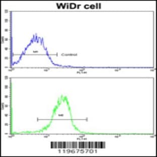 anti-Arylacetamide Deacetylase (Esterase) (AADAC) (C-Term), (AA 273-300) antibody avatar