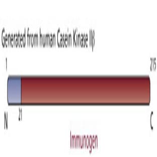 anti-Casein Kinase 2, beta (CSNK2B) (AA 21-215) antibody avatar