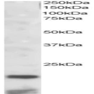 anti-Cystatin C (CST3) (C-Term) antibody avatar