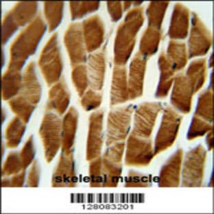 anti-Adaptor-Related Protein Complex 1, sigma 3 Subunit (AP1S3) (N-Term), (AA 8-37) antibody avatar