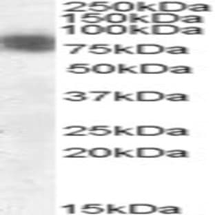 anti-Cortactin (CTTN) (N-Term) antibody avatar