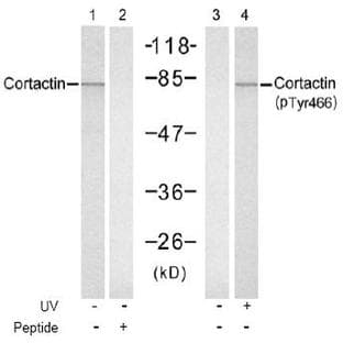 anti-Cortactin (CTTN) (pTyr466) antibody avatar
