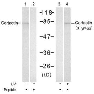 anti-Cortactin (CTTN) (pTyr466) antibody avatar
