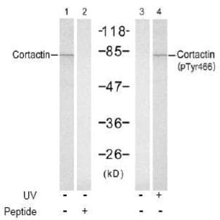 anti-Cortactin (CTTN) (Tyr 466) antibody avatar