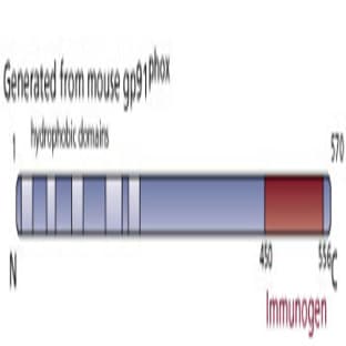 anti-Cytochrome B-245, beta Polypeptide (CYBB) (AA 450-556) antibody avatar