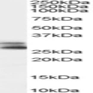 anti-Catechol-O-Methyltransferase (COMT) (N-Term) antibody avatar