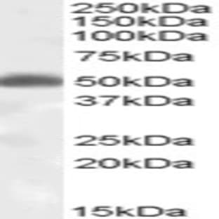 anti-CD200 Receptor 1 (CD200R1) (N-Term) antibody