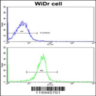 anti-Kruppel-Like Factor 6 (KLF6) (N-Term), (AA 56-82) antibody avatar
