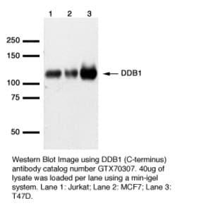 anti-Damage-Specific DNA Binding Protein 1, 127kDa (DDB1) antibody avatar