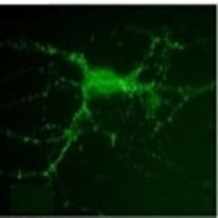 anti-Discs, Large Homolog 4 (Drosophila) (DLG4) antibody