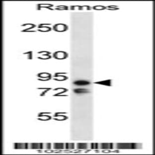 anti-MAP/microtubule Affinity-Regulating Kinase 2 (MARK2) (C-Term), (AA 600-630) antibody avatar