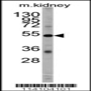 anti-Engrailed 1 (EN1) (AA 125-155), (Center) antibody avatar
