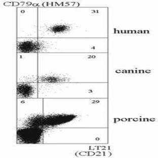 anti-Complement Component (3d/Epstein Barr Virus) Receptor 2 (CR2) antibody avatar