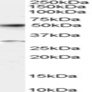 anti-Activating Transcription Factor 2 (ATF2) (C-Term) antibody avatar
