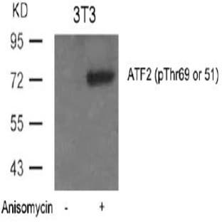 anti-Activating Transcription Factor 2 (ATF2) (pThr69), (pThr51) antibody avatar